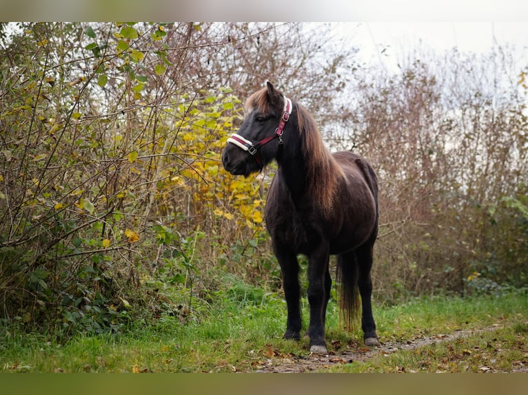 Icelandic Horse Mare 16 years 13.2 hh Black in Fronreute
