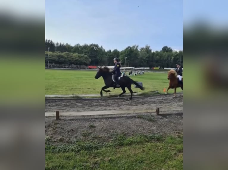 Icelandic Horse Mare 16 years 13.2 hh Black in Üxheim