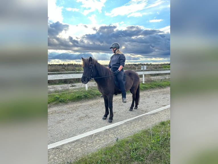 Icelandic Horse Mare 16 years 13,2 hh Black in Aspacherfeld