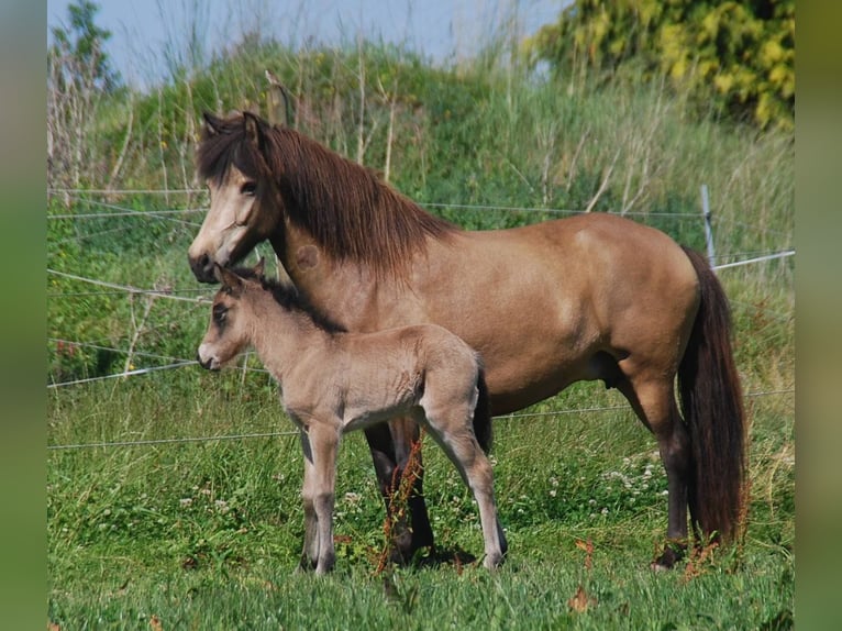 Icelandic Horse Mare 16 years 13.2 hh Buckskin in Aichtal