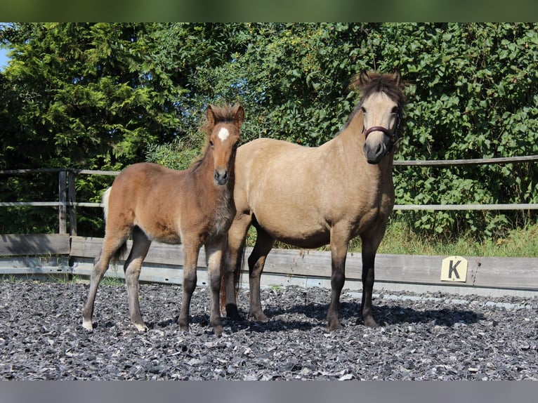 Icelandic Horse Mare 16 years 13.2 hh Buckskin in Aichtal