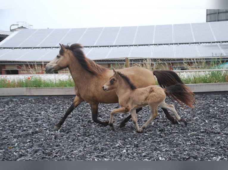 Icelandic Horse Mare 16 years 13.2 hh Buckskin in Aichtal