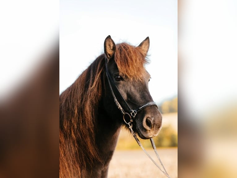 Icelandic Horse Mare 16 years 13,3 hh Black in Taufkirchen an der Trattnach