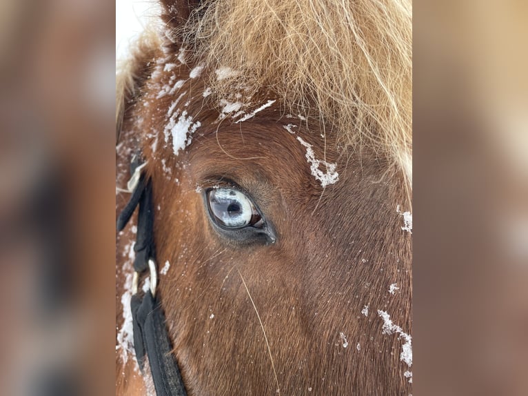 Icelandic Horse Mare 16 years 13,3 hh Chestnut in Seevetal