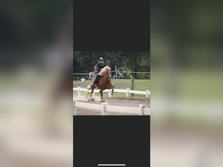 Icelandic Horse Mare 16 years 13,3 hh Chestnut in Seevetal