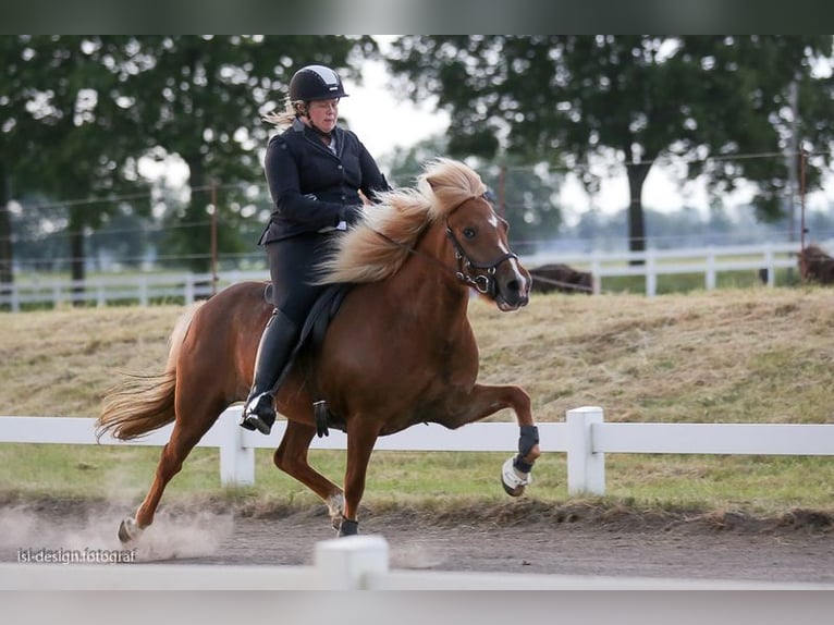 Icelandic Horse Mare 16 years 13,3 hh Chestnut in Seevetal