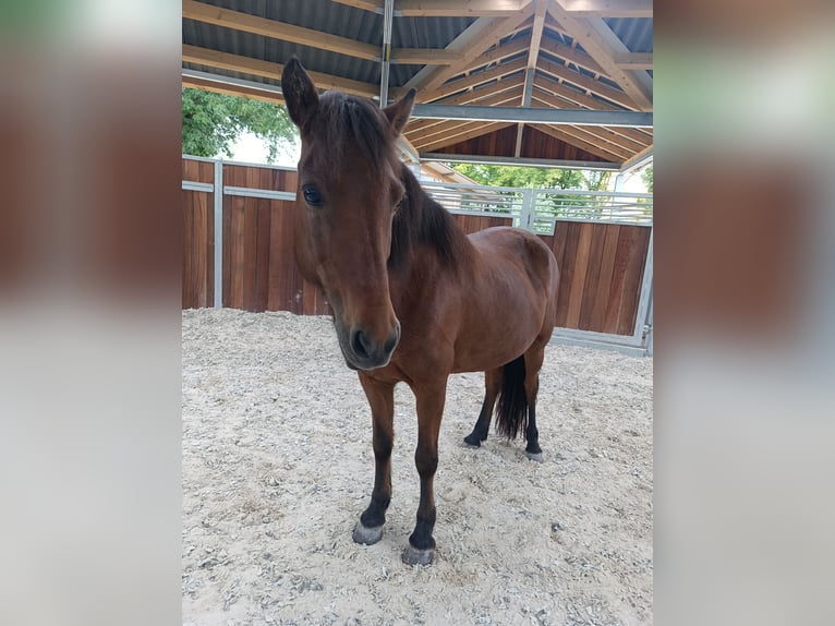 Icelandic Horse Mare 16 years 13 hh Brown in Sch&#xF6;nenberg-K&#xFC;belberg