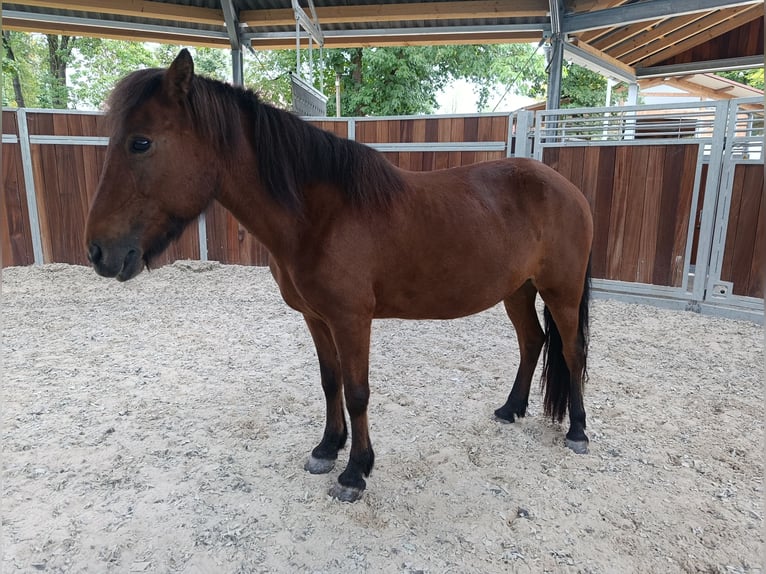 Icelandic Horse Mare 16 years 13 hh Brown in Sch&#xF6;nenberg-K&#xFC;belberg