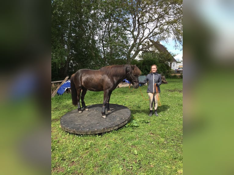 Icelandic Horse Mare 16 years 13,1 hh Black in Kiel