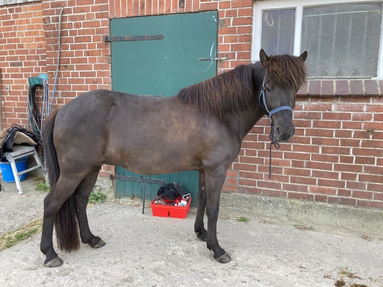 Icelandic Horse Mare 16 years 13,1 hh Black in Kiel