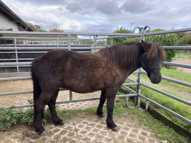 Icelandic Horse Mare 16 years 13,1 hh Black in Kiel