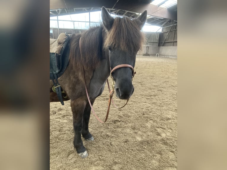 Icelandic Horse Mare 16 years 13,1 hh Black in Kiel