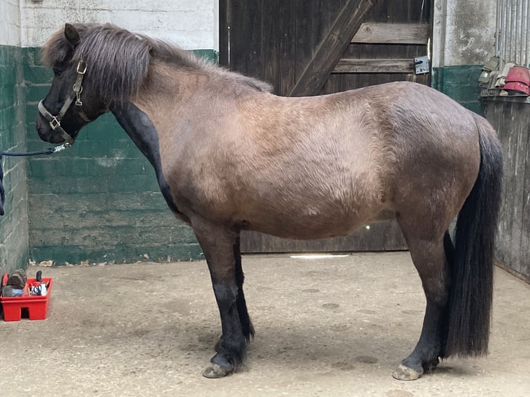 Icelandic Horse Mare 16 years 13,1 hh Black in Kiel
