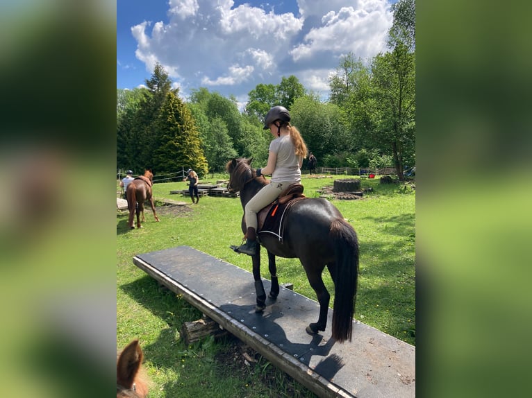 Icelandic Horse Mare 16 years 13,1 hh Black in Kiel