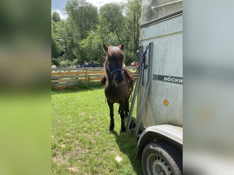 Icelandic Horse Mare 16 years 13,1 hh Black in Kiel