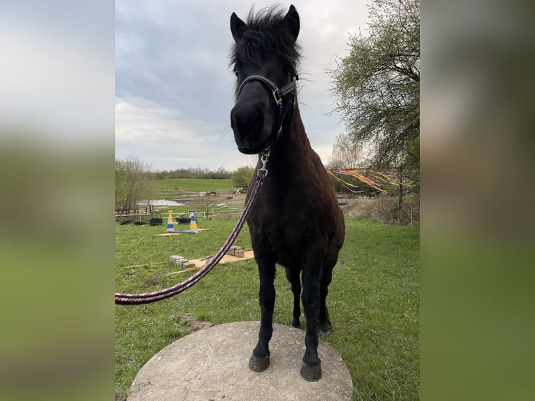 Icelandic Horse Mare 16 years 13,1 hh Black in ScharbeutzScharbeutz