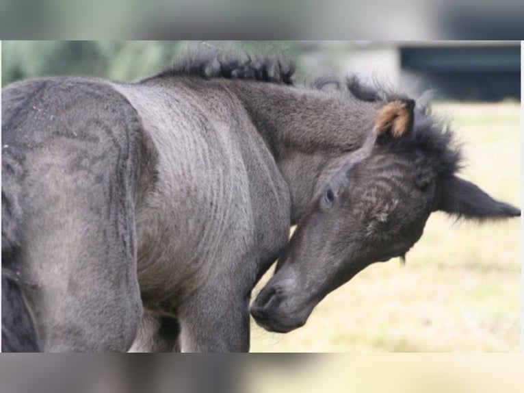 Icelandic Horse Mare 16 years 13,1 hh Black in ScharbeutzScharbeutz