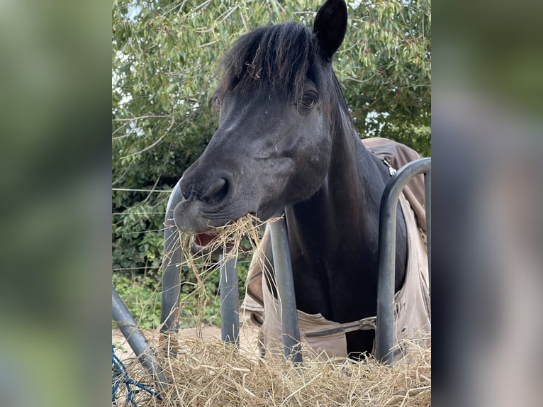 Icelandic Horse Mare 16 years 13,1 hh Black in ScharbeutzScharbeutz