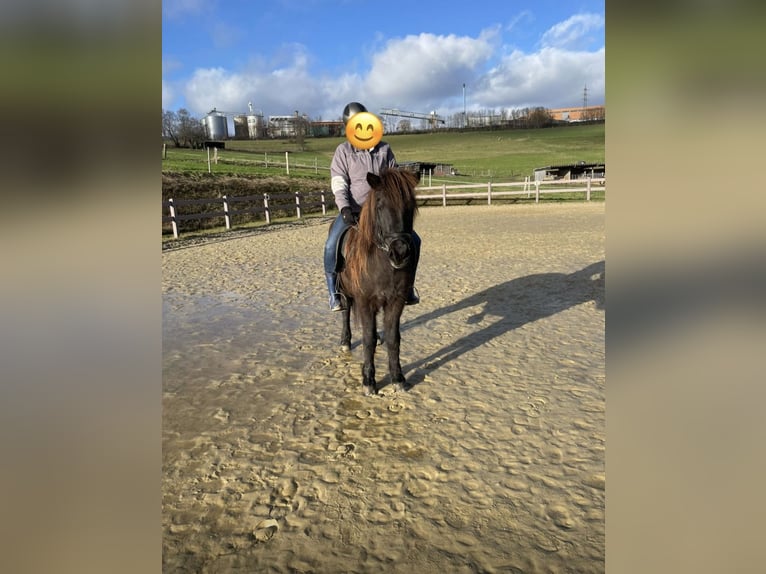 Icelandic Horse Mare 16 years 13,1 hh in Melsbach