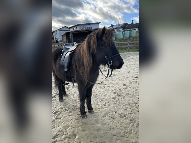 Icelandic Horse Mare 16 years 13,1 hh in Melsbach