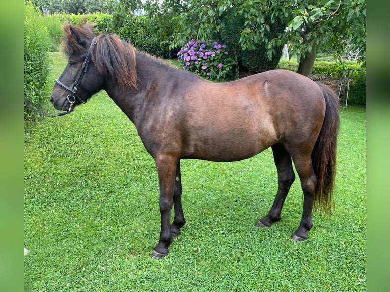 Icelandic Horse Mare 16 years 13,1 hh in Melsbach