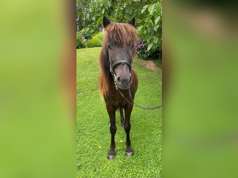 Icelandic Horse Mare 16 years 13,1 hh in Melsbach