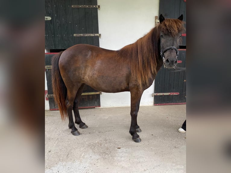 Icelandic Horse Mare 16 years 13,1 hh in Melsbach