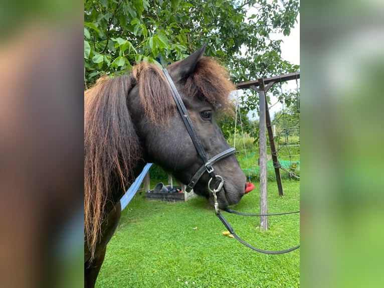 Icelandic Horse Mare 16 years 13,1 hh in Melsbach