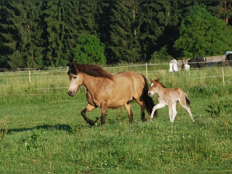 Icelandic Horse Mare 16 years 13,2 hh Buckskin in Aichtal