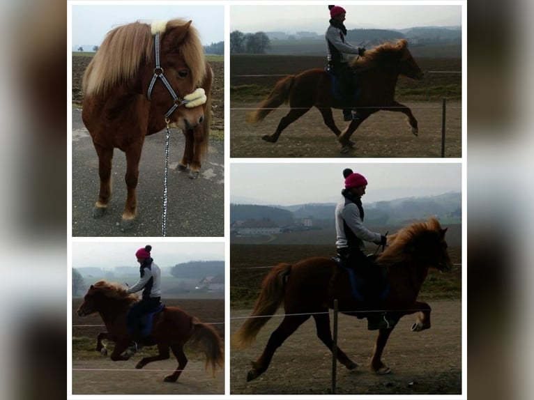 Icelandic Horse Mare 16 years 13,2 hh Chestnut-Red in Mariapfarr