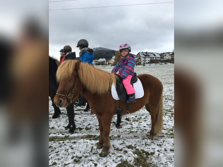 Icelandic Horse Mare 16 years 13,2 hh Chestnut-Red in Mariapfarr