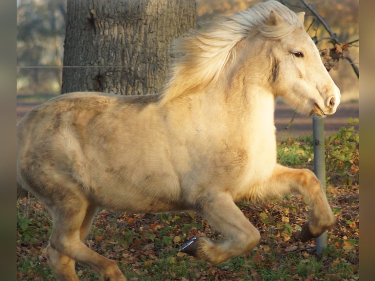 Icelandic Horse Mare 16 years 13,2 hh in Hanstedt 1