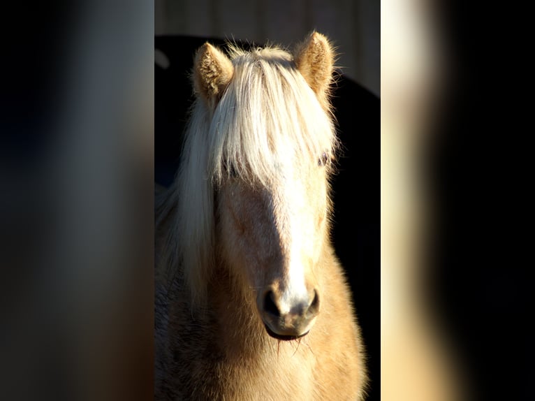 Icelandic Horse Mare 16 years 13,2 hh in Hanstedt 1