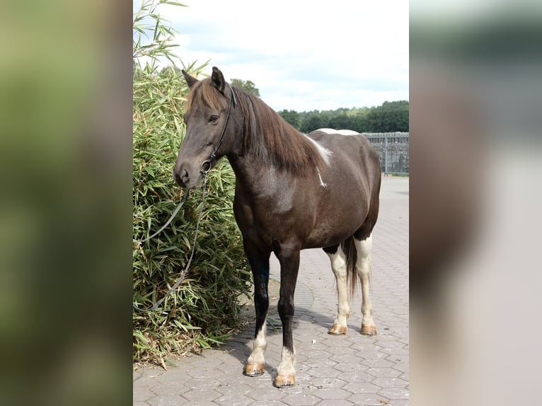 Icelandic Horse Mare 16 years 14,1 hh Pinto in Soltau