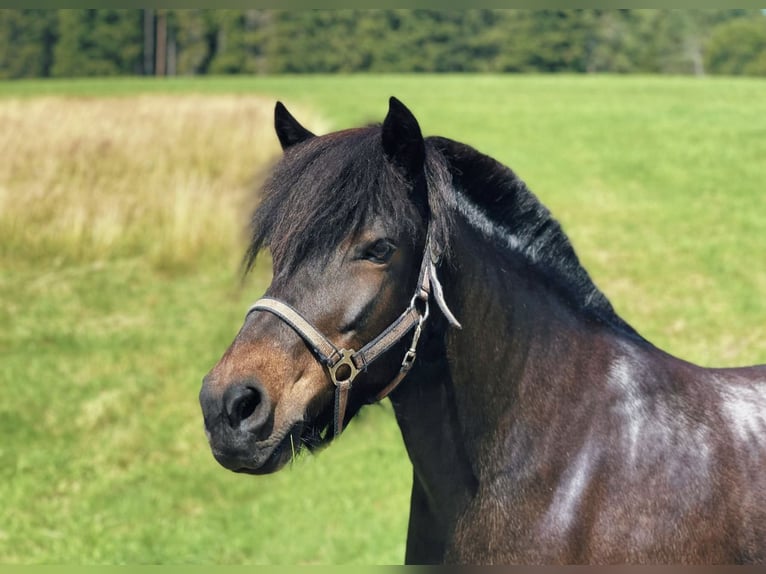 Icelandic Horse Mare 17 years 12,2 hh Bay-Dark in Titisee-Neustadt