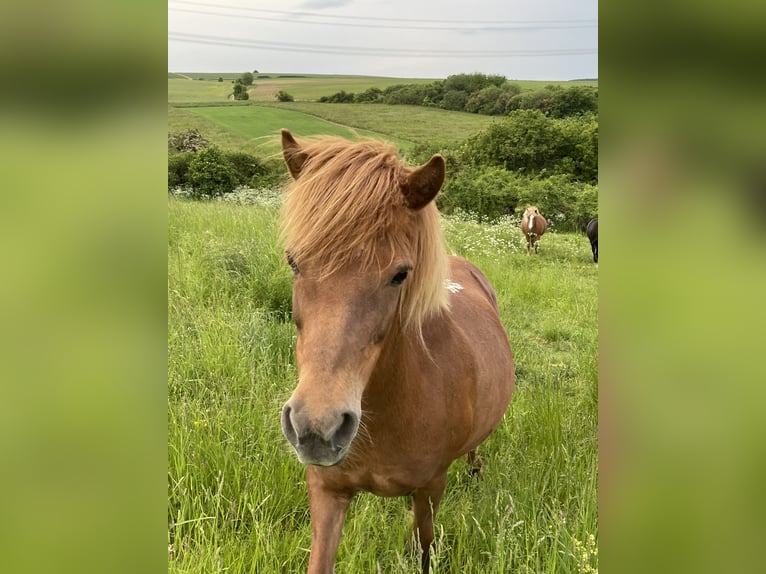Icelandic Horse Mare 17 years 12.2 hh Chestnut-Red in Hellenthal