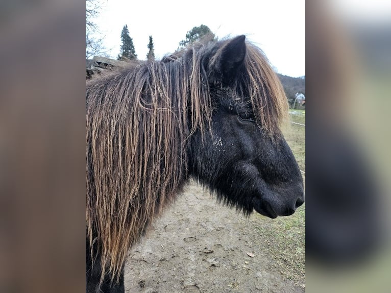 Icelandic Horse Mare 17 years 12.3 hh Black in Malsch