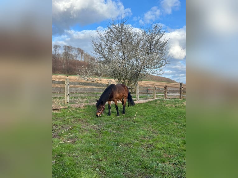 Icelandic Horse Mix Mare 17 years 12,3 hh Brown in Neuhof