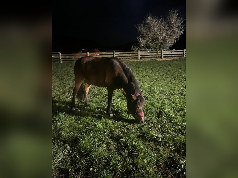 Icelandic Horse Mix Mare 17 years 12,3 hh Brown in Neuhof