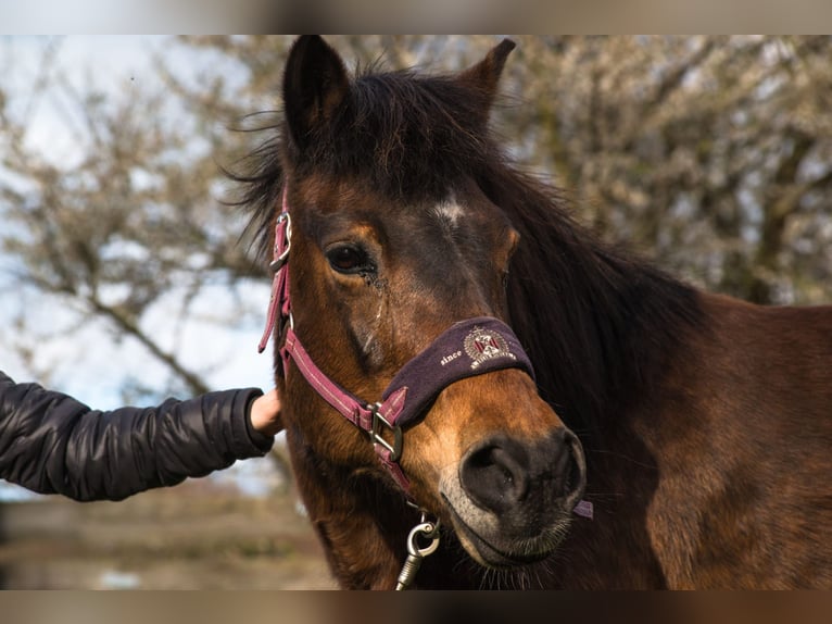 Icelandic Horse Mix Mare 17 years 12,3 hh Brown in Neuhof