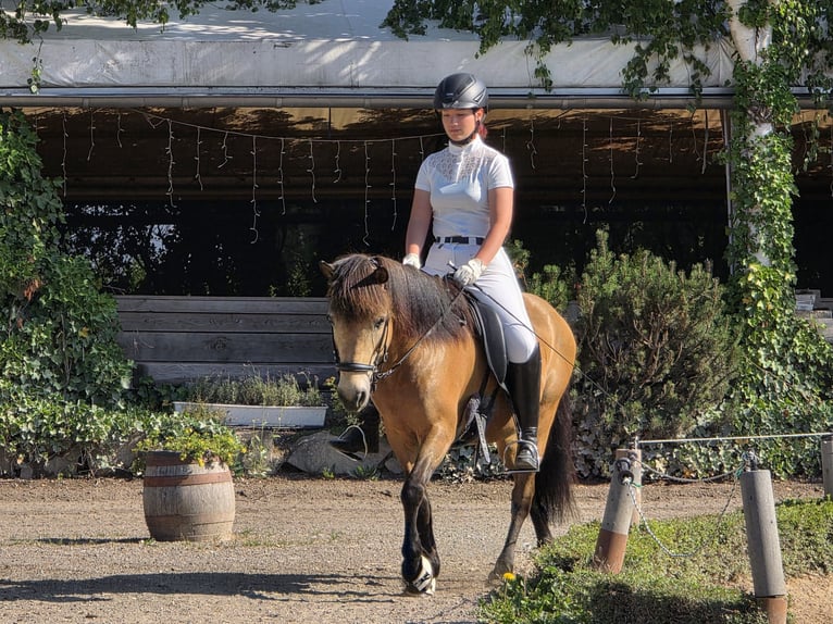 Icelandic Horse Mare 17 years 12.3 hh Dun in Bad Honnef