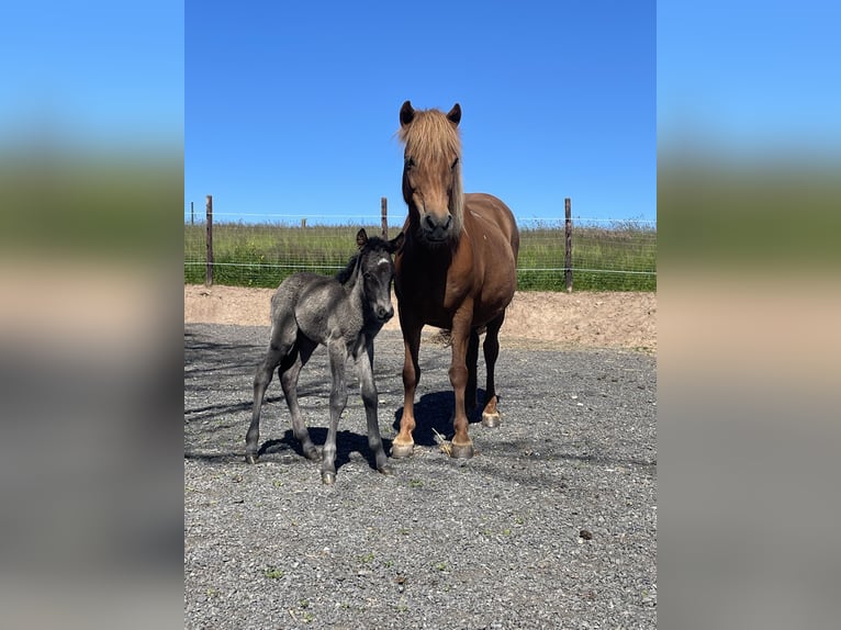 Icelandic Horse Mare 17 years 12,2 hh Chestnut-Red in Hellenthal