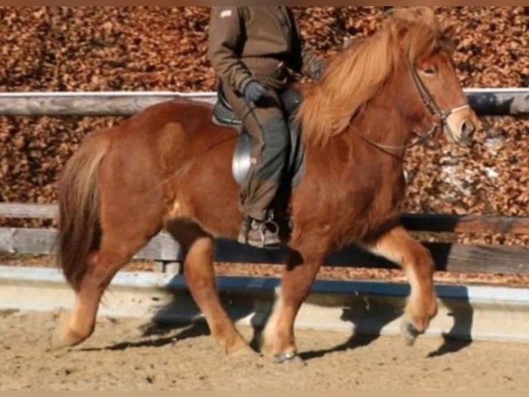 Icelandic Horse Mare 17 years 13,1 hh Chestnut-Red in Patersdorf
