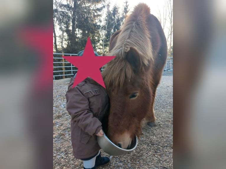 Icelandic Horse Mare 17 years 13,1 hh Chestnut-Red in Patersdorf