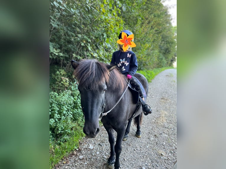 Icelandic Horse Mare 17 years 13,1 hh Grullo in München