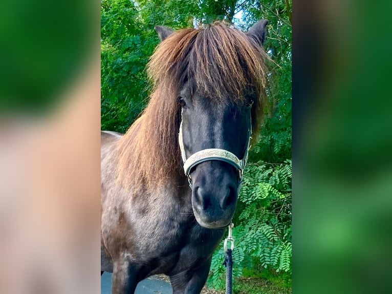 Icelandic Horse Mare 17 years 13.1 hh Smoky-Black in Altlandsberg
