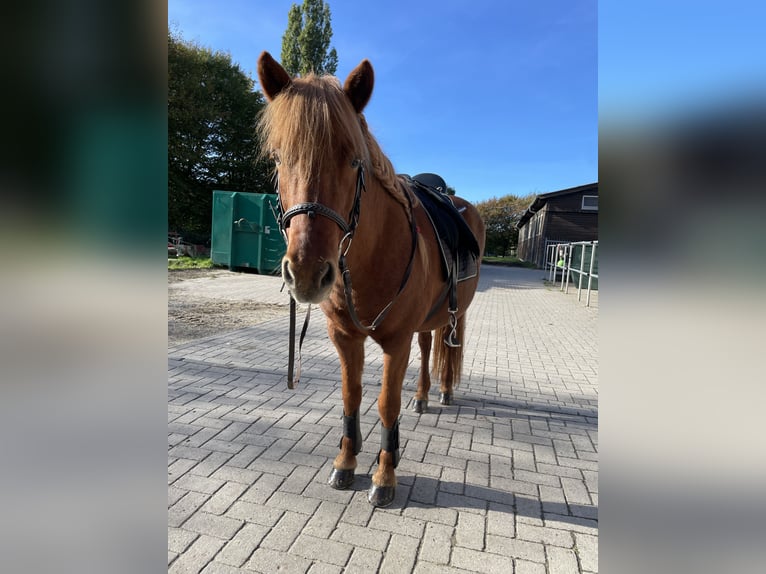 Icelandic Horse Mare 17 years 13.2 hh Chestnut-Red in Osnabrück