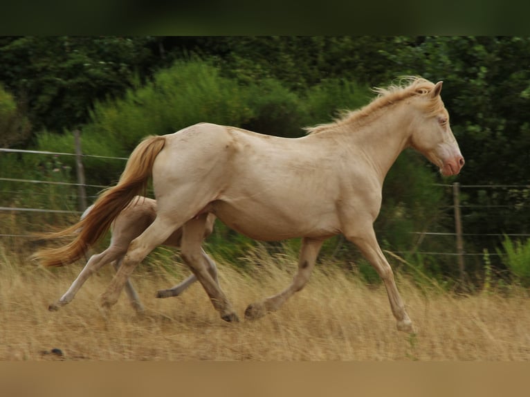 Icelandic Horse Mare 17 years 13.2 hh Perlino in Saarland