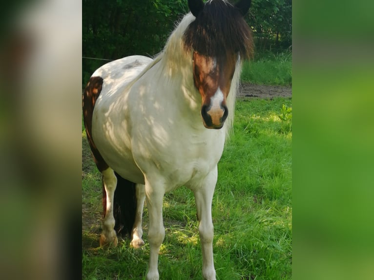 Icelandic Horse Mare 17 years 13,2 hh Pinto in Windeck