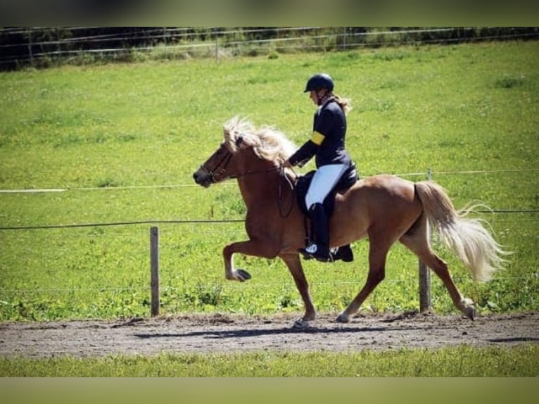 Icelandic Horse Mare 17 years 13.3 hh Chestnut-Red in Niederrieden